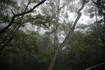 Eucalyptus in a fog, Blue Mountains, March 2019
