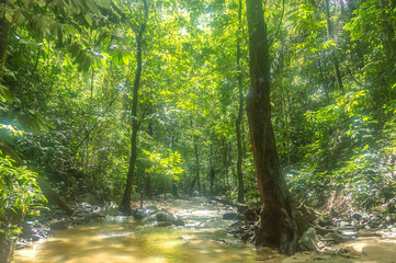 Fototapeta na wymiar Natural stream from mountain at tropical forest
