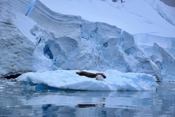 Crabeater ( Krill-eater ) Seal , Antarctica 
