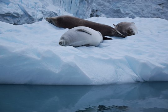 Crabeater ( Krill-eater ) Seal , Antarctica 