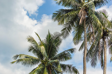 Fototapeta na wymiar Coconut tree under the blue skies