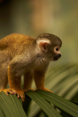 Saimiri monkey sitting on leaves