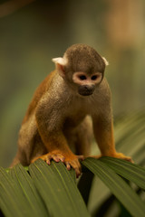 Saimiri monkey sitting on leaves
