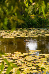 Grebe bird on a small river in a sunny day