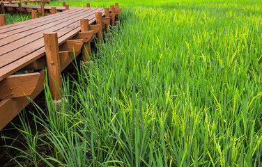 Fototapeta premium Paddy field