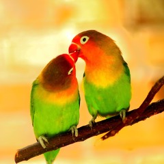 Naklejka na ściany i meble colorful parrot on a branch