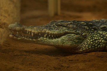 Crocodile with mouth open