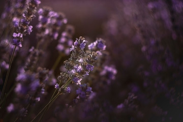 Lavandula angustifolia - purple lavender medical flowers in backlight at sunset