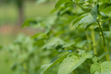 Fototapeta na wymiar blaue Libelle - grüne Pflanze