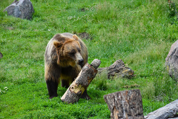 Brown grizzly bear 