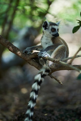 Baby lemur on branch of tree