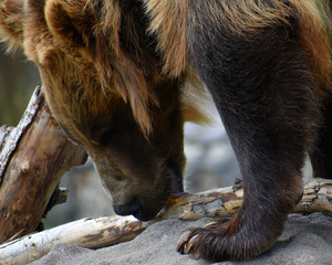 Brown grizzly bear looking own close up