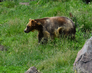 Brown grizzly bear on fours facing left