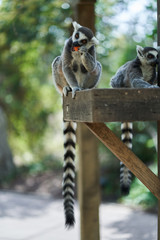 Two lemurs eating