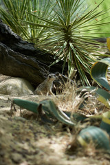 Meerkat leaving the den