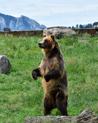 Brown grizzly bear standing facing left