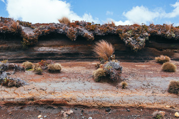 Vegetation at Tongariro Northern Circuit trek