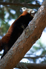 Red panda on tree branch