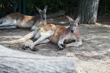 Two kangaroos lying in nature reserve