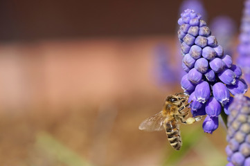 bee collects pollen from grape hyacinth flowers