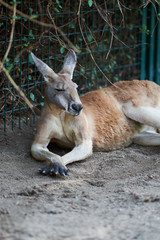 Kangaroo portrait lying