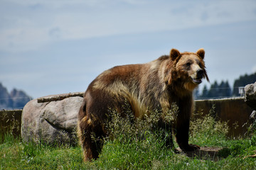 Brown grizzly bear facing right with rocks