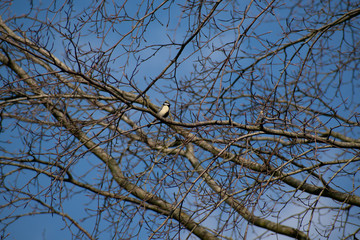great tit or Parus major, Bruges, Belgium