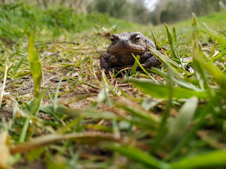 Naklejka na ściany i meble Common toad sitting in grass