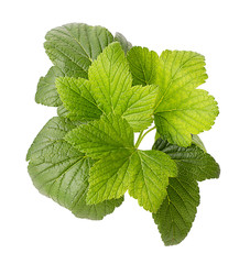 Green raspberries leaf