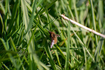 Fly imitating a bee ( Dotted bee fly)