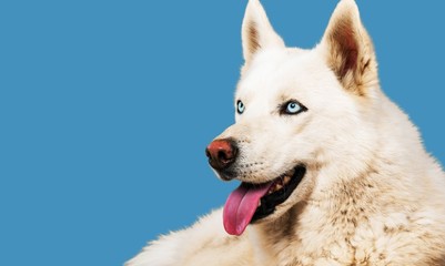 Obraz premium Funny.