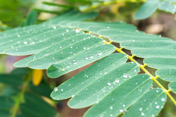 Beautiful green leaf with drops of water.