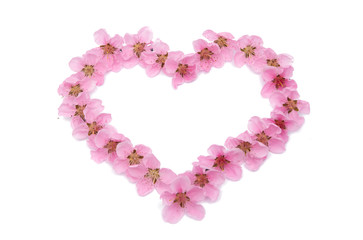 Obraz premium sakura flowers isolated