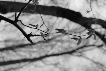 branch of a tree in spring
