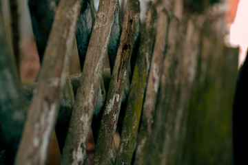 holz wald