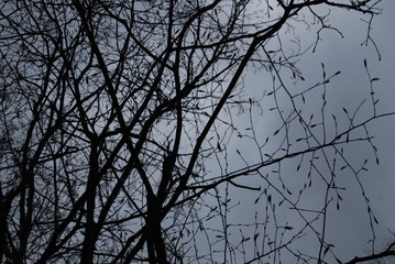 branches of a tree