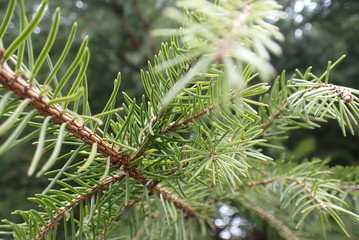 close up of pine tree