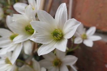 White flowers growing up wall