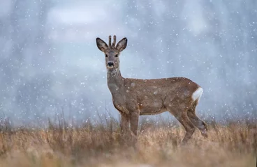 Fotobehang Ree Wild roe buck during snowfall  © Soru Epotok