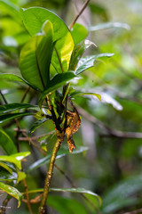 Obraz premium Lemur high in the rainforest canopy at Ranomafana, Madagascar