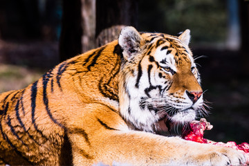 Tiger in Zoo feeding on raw meat.