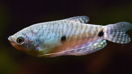Female three spot gourami (Trichopodus trichopterus) in an aquarium