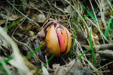 Acorn or oaknut slowly sprouting in early spring.