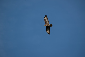Common buzzard cirlcing above Oviedo, Spain 