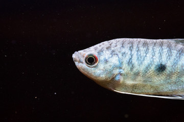 Portait of a three spot gourami (Trichopodus trichopterus) in an aquarium