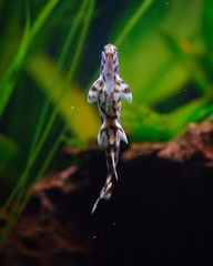 Underside of a polka-dot loach (Botia kubotai) in an aquarium