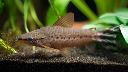 A flagtail catfish (Dianema urostriatum) in an aquarium