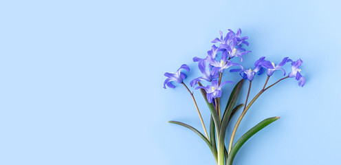 Scilla luciliae on a blue background close up. Bulbous flowering plants. Flat lay. Copy space.