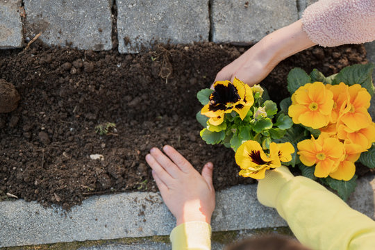 Fototapeta Top view of mother and child planting flowers