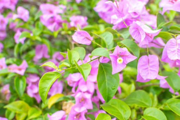 Purple bougainvillea flower close up